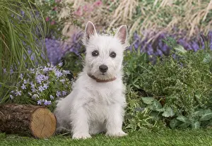Westies: West Highland White Terrier puppy outdoors in the garden