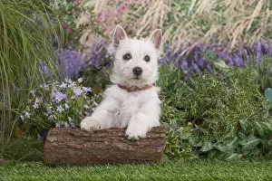 Westies: West Highland White Terrier puppy outdoors in the garden
