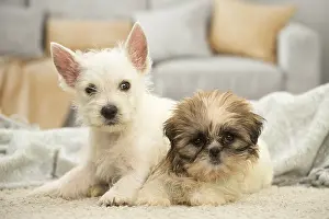 Westies: West Highland White Terrier and Shih-Tzu puppies