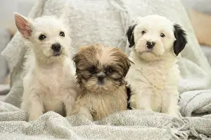 Westies: West Highland White Terrier, Shih-Tzu and Tibetan