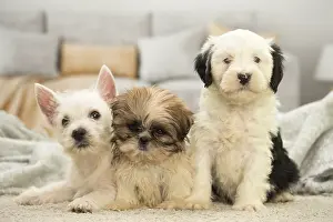 Westies: West Highland White Terrier, Shih-Tzu and Tibetan