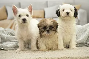 Westies: West Highland White Terrier, Shih-Tzu and Tibetan