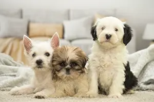 Westies: West Highland White Terrier, Shih-Tzu and Tibetan