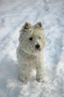 Focussed: West Highland White Terrier in the snow