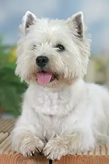 Westie: West Highland White Terrier Westie