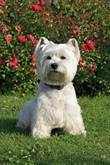 Westie: West Highland White Terrier, Westie, 7 years old