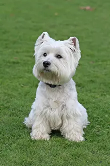 Westie: West Highland White Terrier, Westie, 7 years old