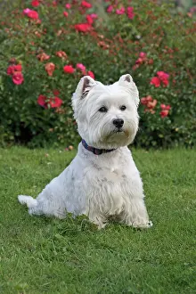 Westie: West Highland White Terrier, Westie, 7 years old