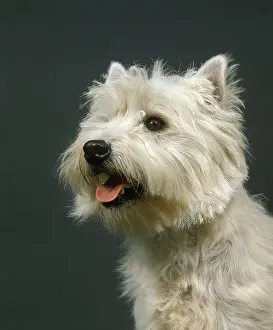 Westie: West Highland White Terrier or Westie, Portrait