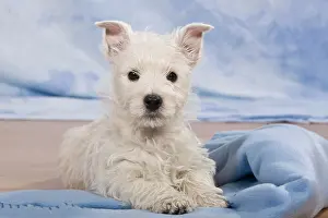 Westie: West Highland White Terrier, Westie puppy, lying