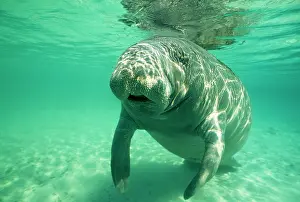 Trichechus: West Indian / Florida Manatee - underwater, head-on