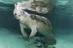 Breathe: West Indian manatee or sea cow (Trichechus manatus)