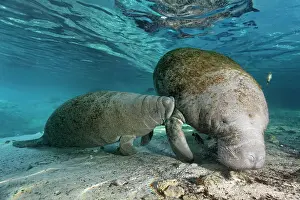 051218: West Indian manatee or sea cow (Trichechus manatus)