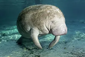Worlds: West Indian manatee or sea cow (Trichechus manatus)