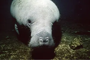 Nose: West Indian MANATEE / Seacow - close-up of face