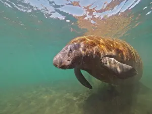 Trichechus: West indian manatee (Trichechus manatus) in the