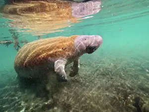 Trichechus: West indian manatee (Trichechus manatus) in the