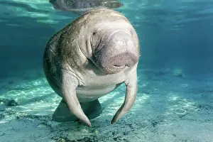 Sisters: West Indian manatee (Trichechus manatus), female