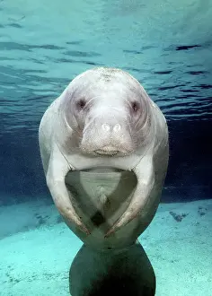 Sisters: West Indian manatee (Trichechus manatus), female