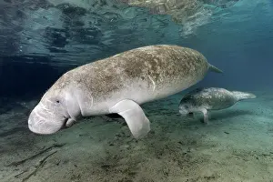 Sisters: West Indian manatee (Trichechus manatus), with young