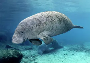 Sisters: West Indian manatee (Trichechus manatus), with young