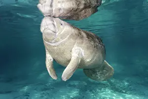 Sisters: West Indian manatee (Trichechus manatus), young