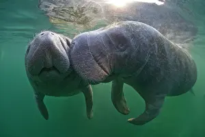 Cuddle: West Indian Manatees (Trichechus manatus), Florida