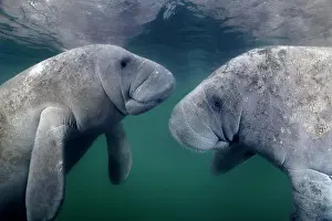Sisters: West Indian manatees (Trichechus manatus), pair