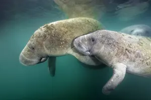 Sisters: West Indian manatees (Trichechus manatus), pair