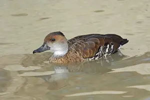 Dendrocygna: West Indian Whistling-Duck