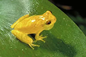 Treefrog: West Indies tree frog