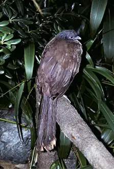 Chachalacas: WEST MEXICAN CHACHALACA