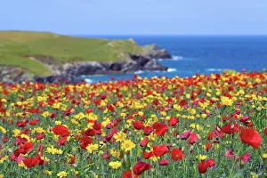 Pentire: West Pentire Coastal Scene - Poppies (Papaver rhoeas)