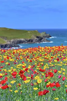 Pentire: West Pentire Coastal Scene - Poppies (Papaver rhoeas)