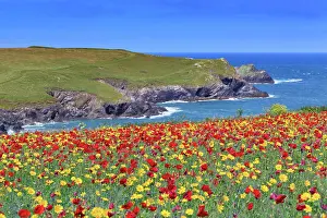 Pentire: West Pentire Coastal Scene - Poppies (Papaver rhoeas)