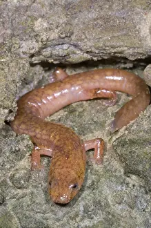 Troglobitic: West Virginia Spring Salamander