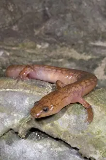 Troglobitic: West Virginia Spring Salamander