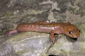 Troglobitic: West Virginia Spring Salamander