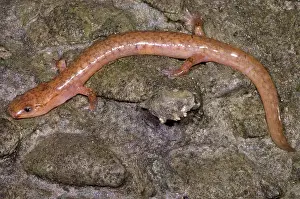 Troglobitic: West Virginia Spring Salamander