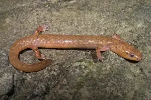 Troglobitic: West Virginia Spring Salamander