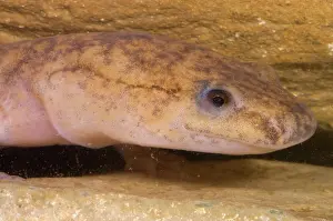 Troglobitic: West Virginia Spring Salamander