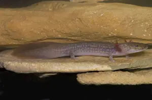 Troglobitic: West Virginia Spring Salamander