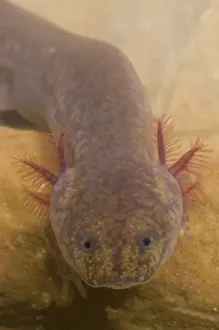 Troglobitic: West Virginia Spring Salamander