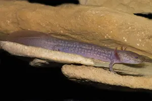 Troglobitic: West Virginia Spring Salamander