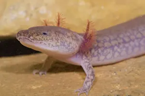 Troglobitic: West Virginia Spring Salamander