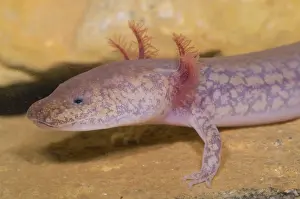 Troglobitic: West Virginia Spring Salamander