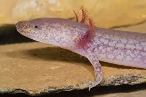 Troglobitic: West Virginia Spring Salamander