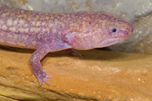 Subterranean: West Virginia Spring Salamander
