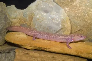 Subterranean: West Virginia Spring Salamander