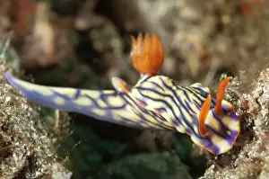Gill: West Wind Hypselodoris Nudibranch